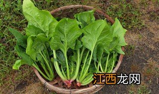 菠菜怎么焯水 菠菜如何焯水