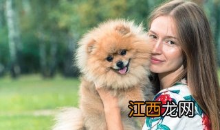 适合家养的小型犬