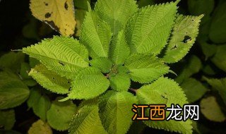 地柏草功效和禁忌 中药地白草的功效和作用是什么