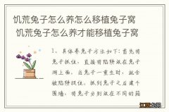 饥荒兔子怎么养怎么移植兔子窝 饥荒兔子怎么养才能移植兔子窝