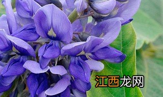 葛花泡水喝有什么好处 葛花泡水喝的好处是什么