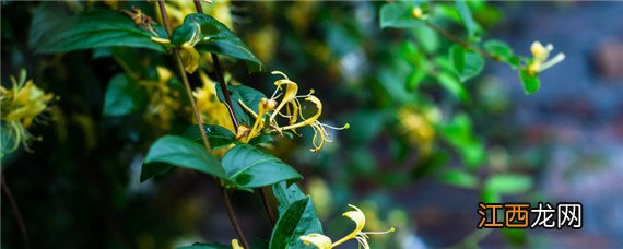 冬天植物防冻怎么处理 冬季种植中药材怎么防冻害