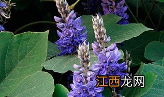 紫葛花怎么吃 紫葛花食用方法