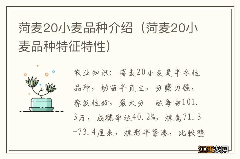 菏麦20小麦品种特征特性 菏麦20小麦品种介绍