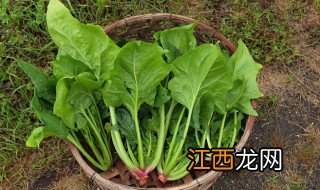 菠菜为什么要焯水 菠菜要焯水的原因