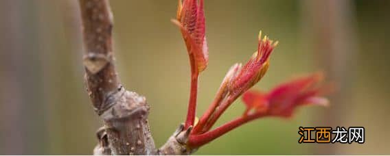 香椿适合在哪里种植和管理 香椿适合在哪里种植