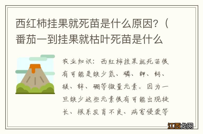 番茄一到挂果就枯叶死苗是什么原因 西红柿挂果就死苗是什么原因?