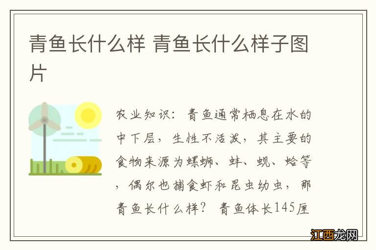 青鱼长什么样 青鱼长什么样子图片