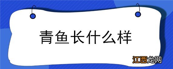 青鱼长什么样 青鱼长什么样子图片