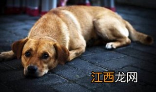 中华田园犬为什么禁养