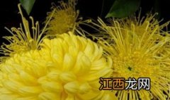 菊花是什么意思