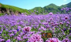 繁花似锦是什么意思