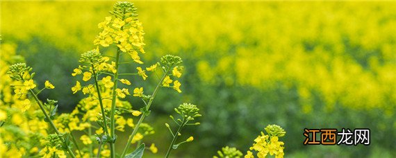 一亩地需要多少油菜花种子种植 一亩地需要多少油菜花种子