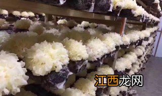 活的新鲜银耳怎么保存 活鲜银耳,怎么保存?