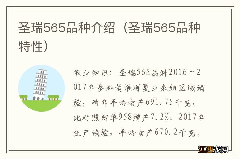 圣瑞565品种特性 圣瑞565品种介绍