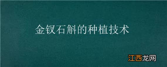 金钗石斛的种植技术 金钗石斛的种植技术视频