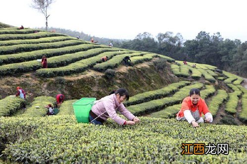 怎么直接找茶农进茶叶