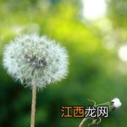 怎么用蒲公英泡水喝最好