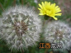 怎么用蒲公英泡水喝最好