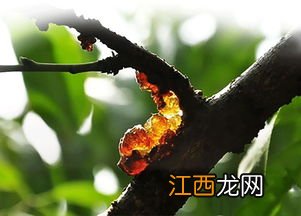 好桃胶是什么样的