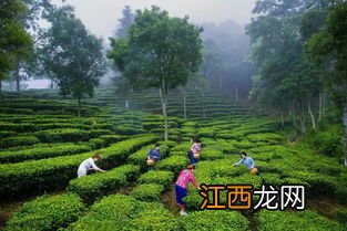 深圳龙岗茶都茶叶怎么样