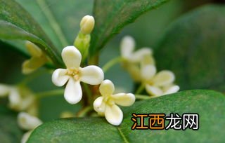 怎么用烤箱烘干桂花