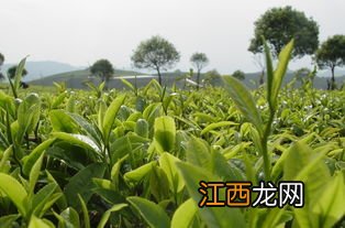 茶叶怎么播种