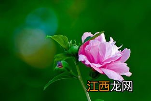 怎么泡木槿花茶