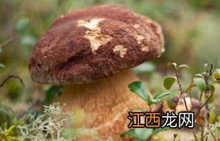 怎么看香菇是不是坏了