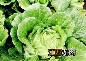 下关大白菜怎么样