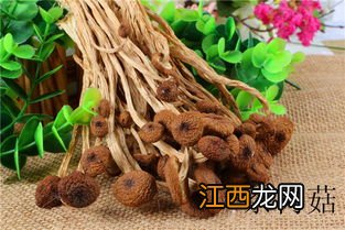 炖茶树菇多久可以吃