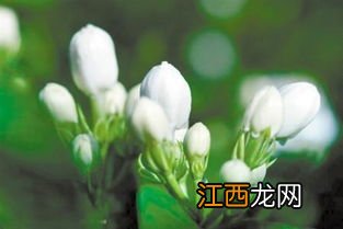 茉莉花怎么做成花茶