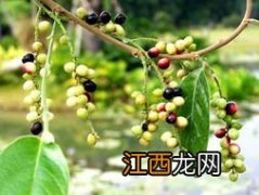 茶叶泡酒有什么功效与作用