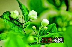 猴王茉莉花怎么样