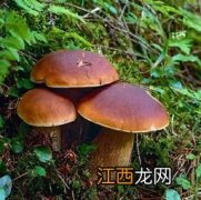 牛肝菌煮汤多久可以吃