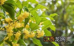 桂花泡茶怎么做