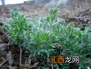 茵陈 怎么吃