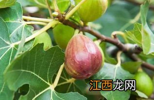 无花怎么存放