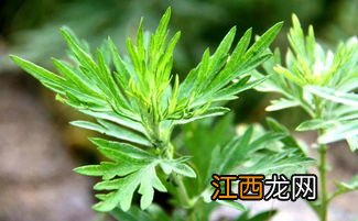 新鲜的艾叶怎么煮汤