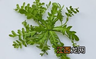 水荠菜有什么营养价值