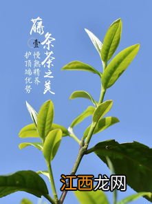 戎氏藤条茶怎么样