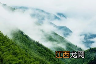 怎么看正山小种的品质