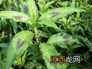 什么野菜可以生吃