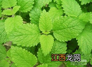 什么野菜可以生吃