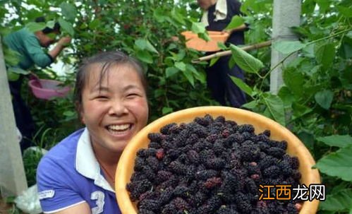 什么食物可以解浓茶