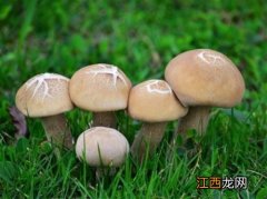 什么菌类食用价值最高