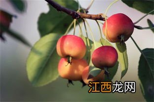 什么海棠果能吃吗