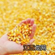 富民985玉米种子介绍
