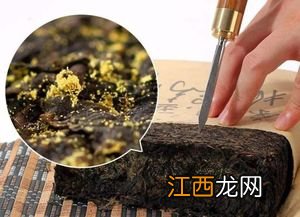 怎么辨别黑茶里的金花