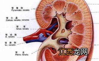 肾结石早上吃什么